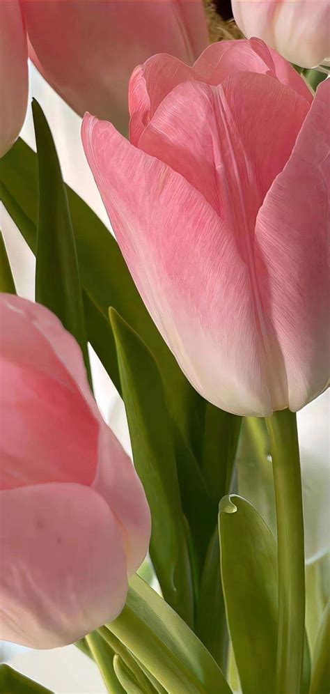 Pin By Zmn On Tulip Flower Aesthetic Flower Phone Wallpaper Pink