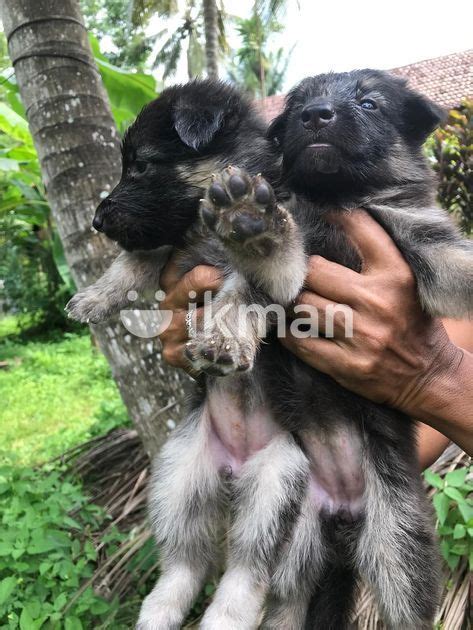 German Shepherd For Sale In Nittambuwa Ikman