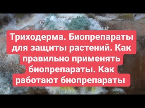 Биопрепараты ПРИМЕНЕНИЕ для защиты растений от болезней Триходерма ...