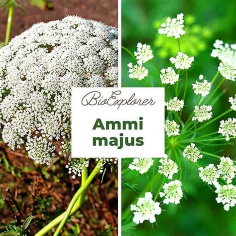 Ammi Majus Flower False Queen Annes Lace Filler Flower