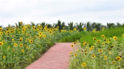 Zoom meeting background nature images - free virtual backgrounds