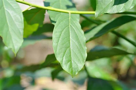 Persea Americana Mill Or Avocado Lauraceae Or Persea Gratissima Plant