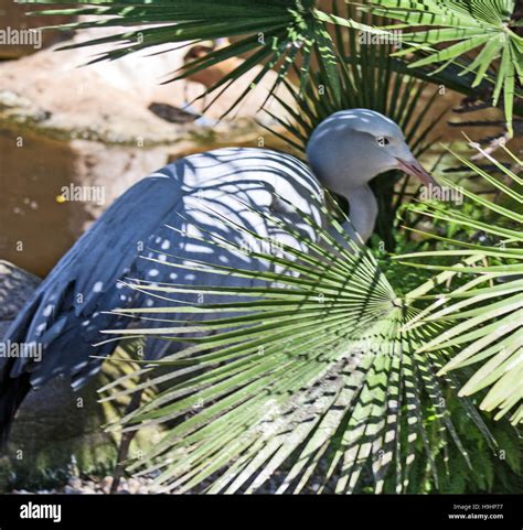 Blue crane bird hi-res stock photography and images - Alamy