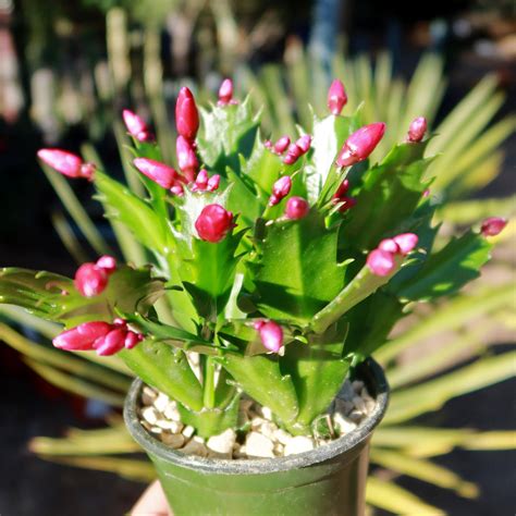 Buy Holiday Cactus Schlumbergera Online Red Flowers Planet Desert