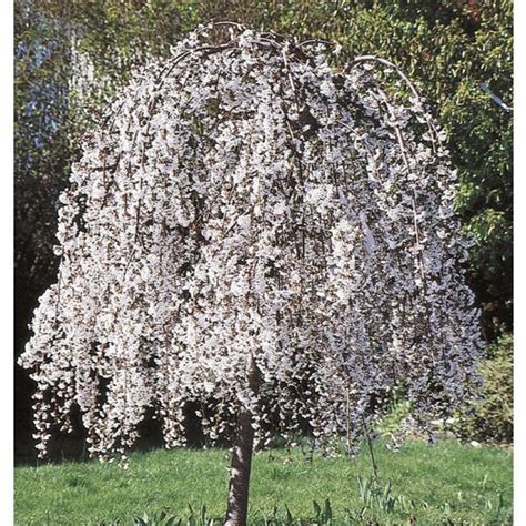 6-Gallon White Weeping Cherry Feature Tree in Pot (With Soil) (L3232 ...