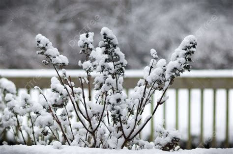 Snowy Tree In Garden Photo Background And Picture For Free Download ...