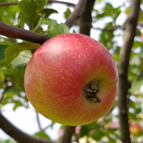 Achat fruitier à planter Pommiers Malus domestica Ingrid Marie