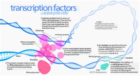 Transcription Factor Analysis Profacgen