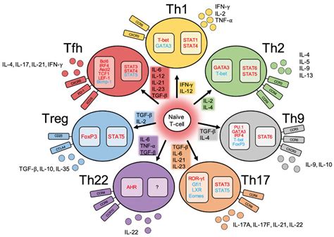 Of The Types Characteristics And Functions Of Cd Effector T Cells