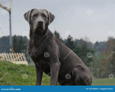 Are There Gray Labradors