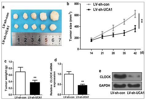 Cancers Free Full Text Insights Into The Role Of LncRNAs And MiRNAs