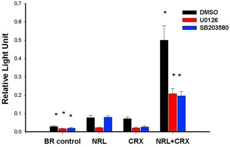 Inhibition of mitogen-activated protein kinase pathways affects neural ... 