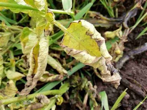 What Does Potato Blight Look Like Back Gardener