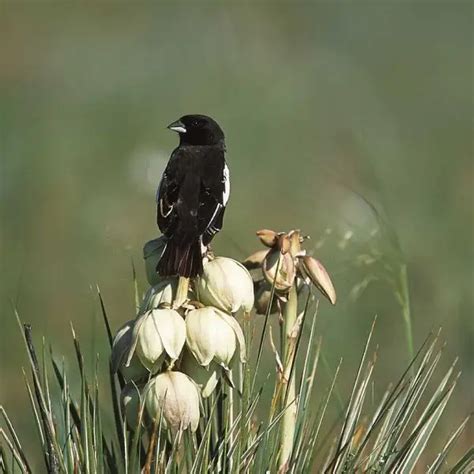 Lark Bunting - Facts, Diet, Habitat & Pictures on Animalia.bio