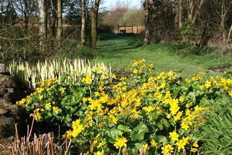 Caltha palustris – Ballyrobert Gardens