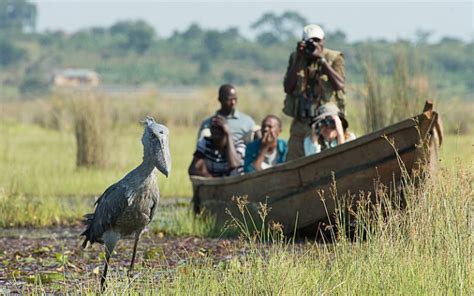 Day Mabamba Bird Watching Tour All Uganda Safaris