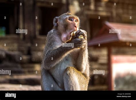 Monkey eating banana Stock Photo - Alamy