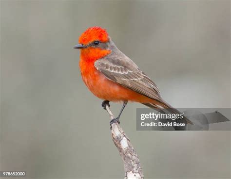 198 Vermilion Flycatcher Stock Photos, High-Res Pictures, and Images ...