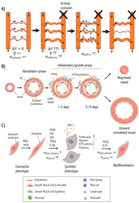 Ijms Free Full Text Role Of Vascular Smooth Muscle Cell Phenotype