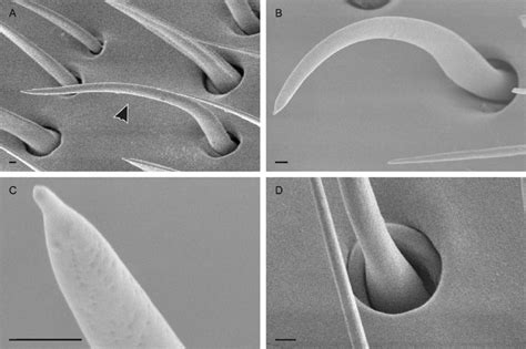 Scanning Electron Micrographs Of Trichoid Ii Sensilla A Overview Of