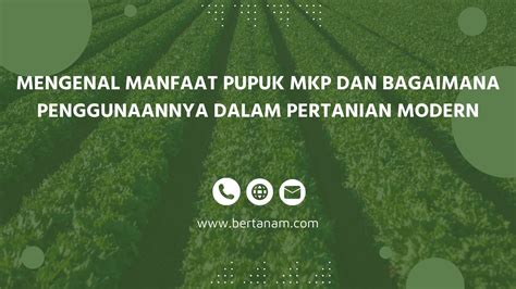 Mengenal Manfaat Pupuk Mkp Dan Bagaimana Penggunaannya Dalam Pertanian