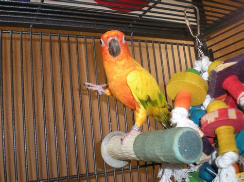 Exotic Pets Rescue Near Me