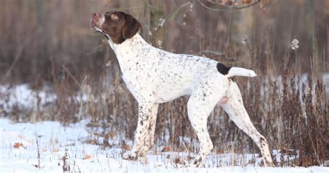 Französische Hunderassen Französische Hunde mit Bild