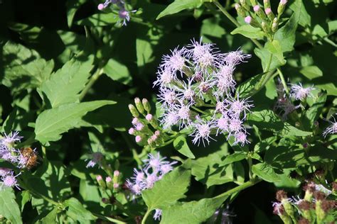 Blue Boneset Chromolaena Odorata Wild Flower Seeds Etsy