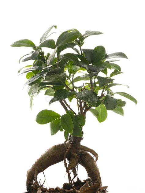 Ficus Ginseng Tree With Root Stock Image Image Of Decoration Plant