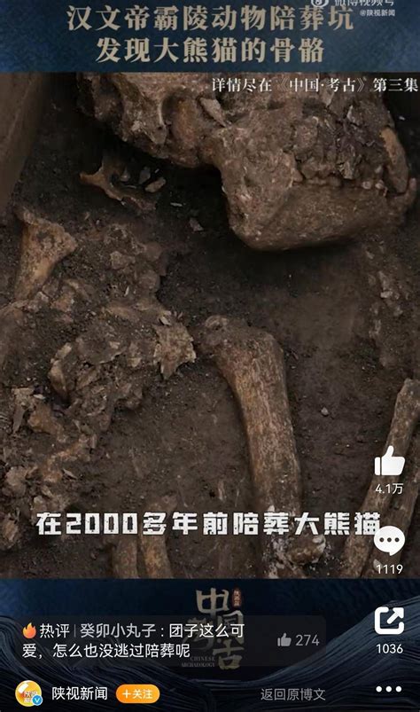 2000多年前汉文帝用国宝大熊猫陪葬？西安霸陵殉葬坑出土完整大熊猫骨骼新闻截图来源