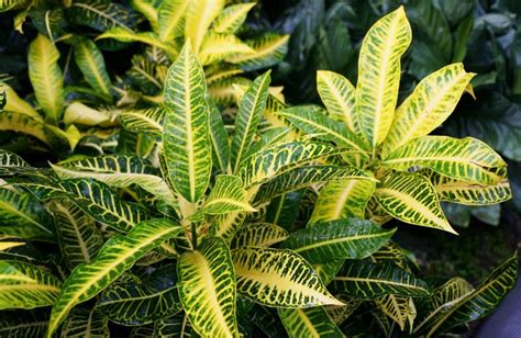 Folha Amarela E Verde Da Planta Tropical Variegada De Brole Brole