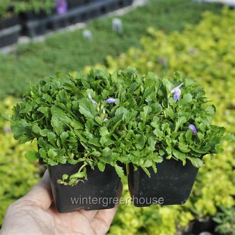 Mazus Reptans Purple Creeping Mazus Ground Cover EBay