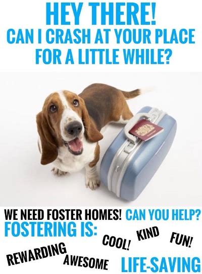 Foster — Real Dog Rescue, Inc.