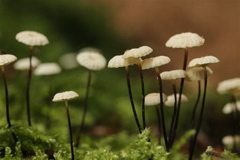 Pinwheel Mushroom Marasmius Rotula Bj Rn S Flickr