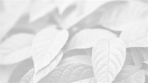 Close Up Of Burgundy Bush Leaves Beautiful Autumn Texture Maple Tree Maple Fall Tree Png