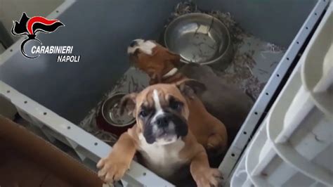 Afragola Traffico Di Cuccioli Dall Ungheria Sequestrati Cani Di