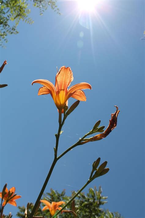 Vibrant Orange Lily for Your Garden