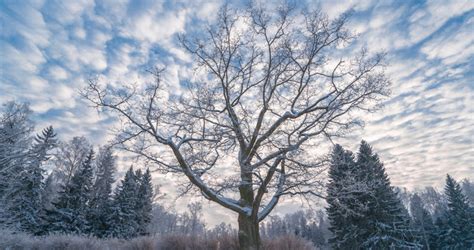 How to Identify Winter Tree Bark Damage | Engram's Tree Service