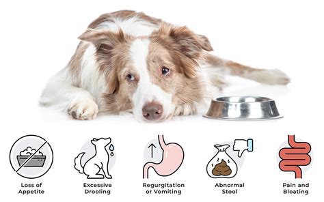 Dog Digestive Issues And Everything You Need To Know Vetnique Labs