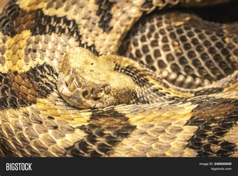 Timber Rattler Know Image & Photo (Free Trial) | Bigstock