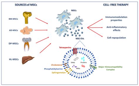 Biomedicines Free Full Text Current Perspectives On Adult