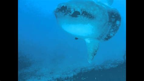 Diving With Mola Mola At Gili Mimpang YouTube