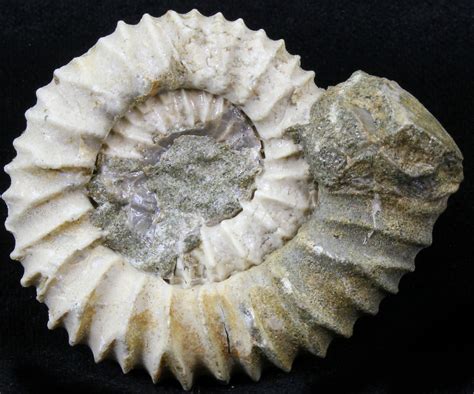 1.9" Pavlovia Ammonite Fossil - Siberia (#29727) For Sale - FossilEra.com