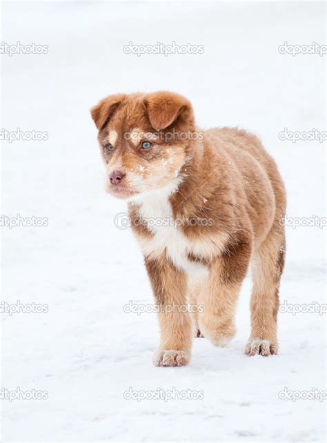 Siberian husky brown puppy — Stock Photo © 85cornelia #19629985