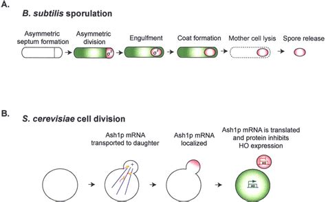 Figure From Regulation Of Cell Fate Asymmetry In Caulobacter