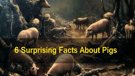 6 Surprising Facts About Pigs YouTube