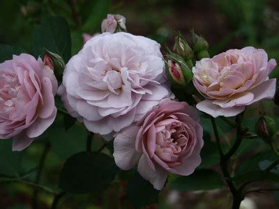 Шрабы -> "Розы Нью-Джерси" / стр 7