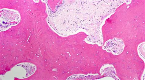 What is Histology? Unlock the Secrets of Tissue - SBMF