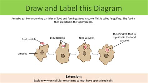 Unicellular Organisms ~ Ks3 ~ Year 7 Teaching Resources