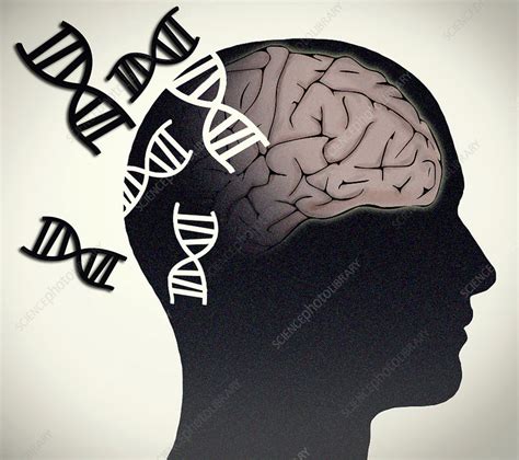 Alzheimer's Disease, Genetics Research - Stock Image - C030/6156 ...